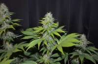 G13 Labs Blueberry Gum - ein Foto von 420vizions