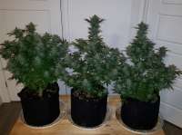 G13 Labs Cinderella 99 - ein Foto von Macktool