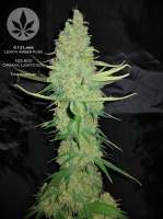 G13 Labs Lemon Amber Kush - ein Foto von pineappleltd