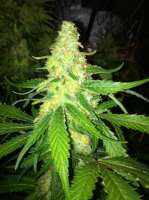 Bild von drsizzurp69 (Northern Lights x Skunk)