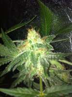 Bild von drsizzurp69 (Pineapple Express)