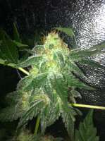 Bild von drsizzurp69 (Pineapple Express)