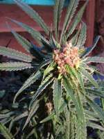 Bild von FaV51 (Pineapple Express)