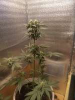 Bild von green7clean (Pineapple Express Auto)