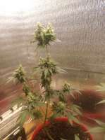 Bild von green7clean (Pineapple Express Auto)