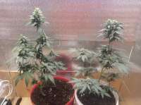 Bild von green7clean (Pineapple Express Auto)