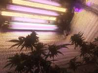 Bild von green7clean (Pineapple Express Auto)