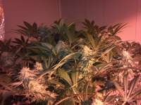 G13 Labs Raw Diesel - ein Foto von 1NATURESFINEST