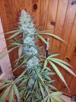 GB Strains Auto Strawberry Banana XXL - ein Foto von Txemax