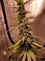 Gage Green Genetics Impressions - ein Foto von chestnut