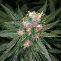 Gage Green Genetics Kaleidoscope - ein Foto von IamMrCupp