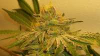 Gage Green Genetics Mendo Breath F3 VM - ein Foto von Medfinder