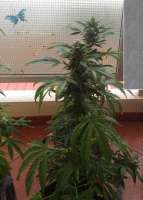 Gage Green Genetics White Buzz - ein Foto von randomgrower