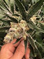 Garden Ablaze Seeds Twizzler - ein Foto von Richg