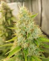 Garden of Dreams Seed Co WhiteFire Dawg - ein Foto von Leew421