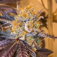 Gonzo Seeds Acosta's Diamonds - ein Foto von Gonzoseeds