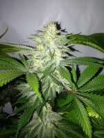 Gonzo Seeds White Narco V2 - ein Foto von Gonzoseeds