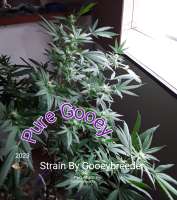 Gooey Breeder Seeds Pure Gooey - ein Foto von Gooeybush