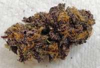 Grand Daddy Purp Grand Daddy Purp - ein Foto von DankGroen