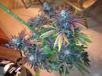 Grand Daddy Purp Grand Daddy Purp - ein Foto von DrRosk0