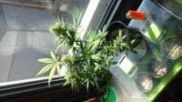 GreenLabel Seeds Automatic Mary - ein Foto von OrganicHerb