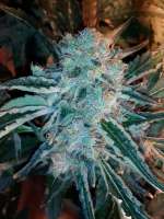 GreenLabel Seeds Everest Bud - ein Foto von grinspoon