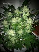 GreenLabel Seeds Everest Bud - ein Foto von MrQnQ