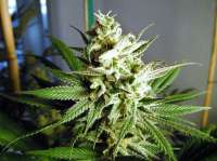 GreenMan Organic Seeds C-99 IBL - ein Foto von GreenManOrganics