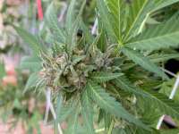 Green House Seeds A.M.S. - ein Foto von WisconSkin85