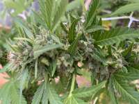 Green House Seeds A.M.S. - ein Foto von WisconSkin85