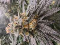 Green House Seeds Alienz - ein Foto von Nytmare247