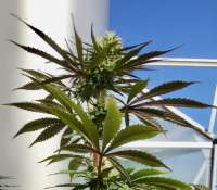 Green House Seeds Arjan's Strawberry Haze - ein Foto von Emeraldo