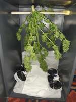 Green House Seeds Auto Jack Herer - ein Foto von swissfarmer