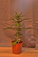 Bild von GEORGE (Big Bang Autoflowering)