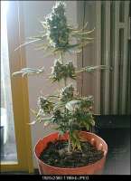 Bild von DrJekyll (Big Bang Autoflowering)