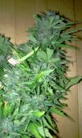 Bild von octojoint (Big Bang Autoflowering)