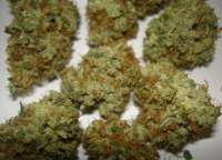 Bild von cheifyc (Bubba Kush)