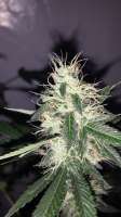 Green House Seeds Chemdog - ein Foto von admin