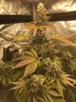 Green House Seeds Chemdog - ein Foto von Gorgeousgeorge