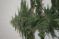 Green House Seeds Damn Sour - ein Foto von medic