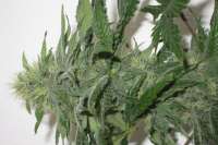 Green House Seeds Damn Sour - ein Foto von medic