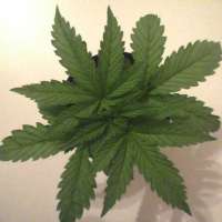 Green House Seeds Diamond Girl - ein Foto von AK47u