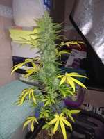 Green House Seeds Exodus Cheese Automatic - ein Foto von LLergers