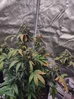 Green House Seeds Exodus Cheese Automatic - ein Foto von Cheeseman