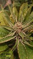 Green House Seeds Great White Shark - ein Foto von admin