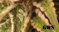 Green House Seeds Great White Shark - ein Foto von admin