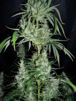 Green House Seeds Hawaiian Snow - ein Foto von BuDDust