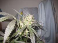 Green House Seeds Hawaiian Snow - ein Foto von KiefKingdom