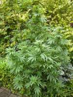 Green House Seeds Himalaya Gold - ein Foto von Bekiffti