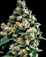 Bild von SativaFred (Jack Herer)